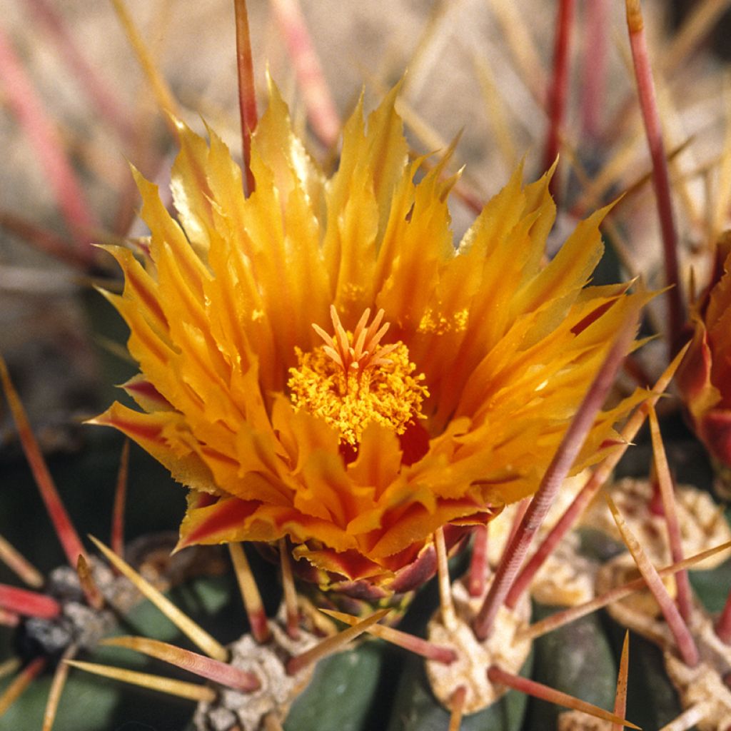 Rautakaktus - Ferocactus stainesii