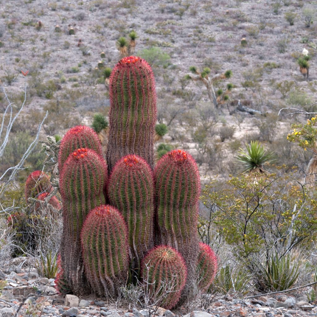 Rautakaktus - Ferocactus stainesii