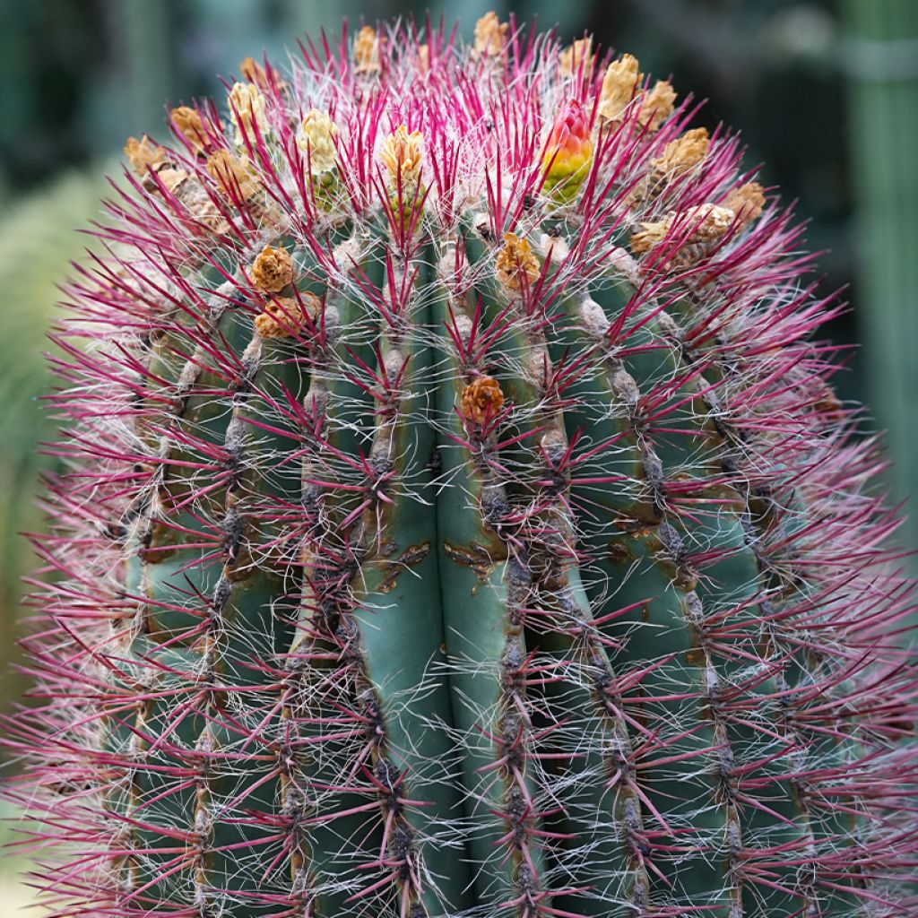 Rautakaktus - Ferocactus stainesii var. pilosus