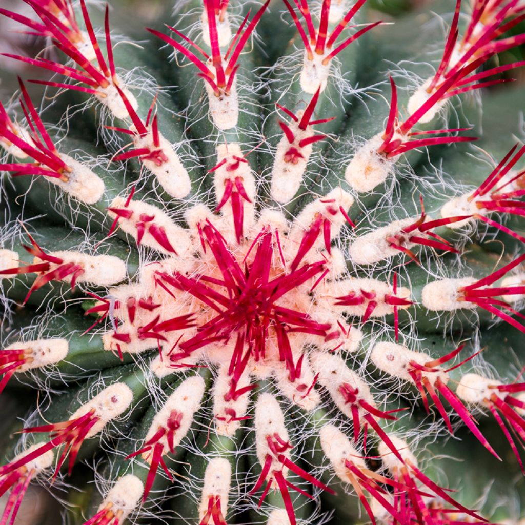 Rautakaktus - Ferocactus stainesii var. pilosus
