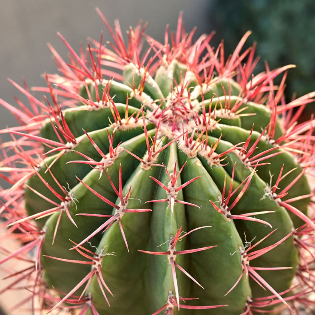 Rautakaktus - Ferocactus stainesii var. pilosus
