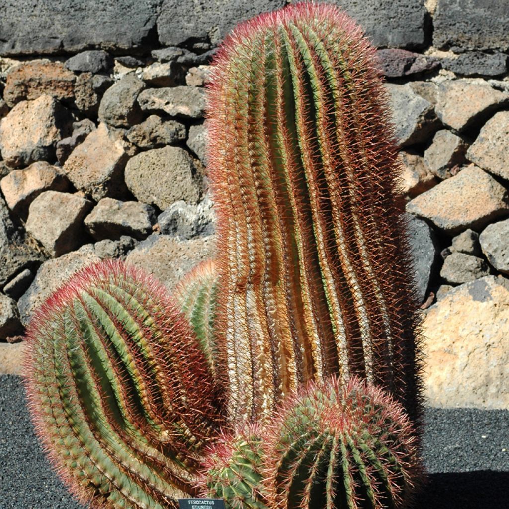 Rautakaktus - Ferocactus stainesii var. pilosus