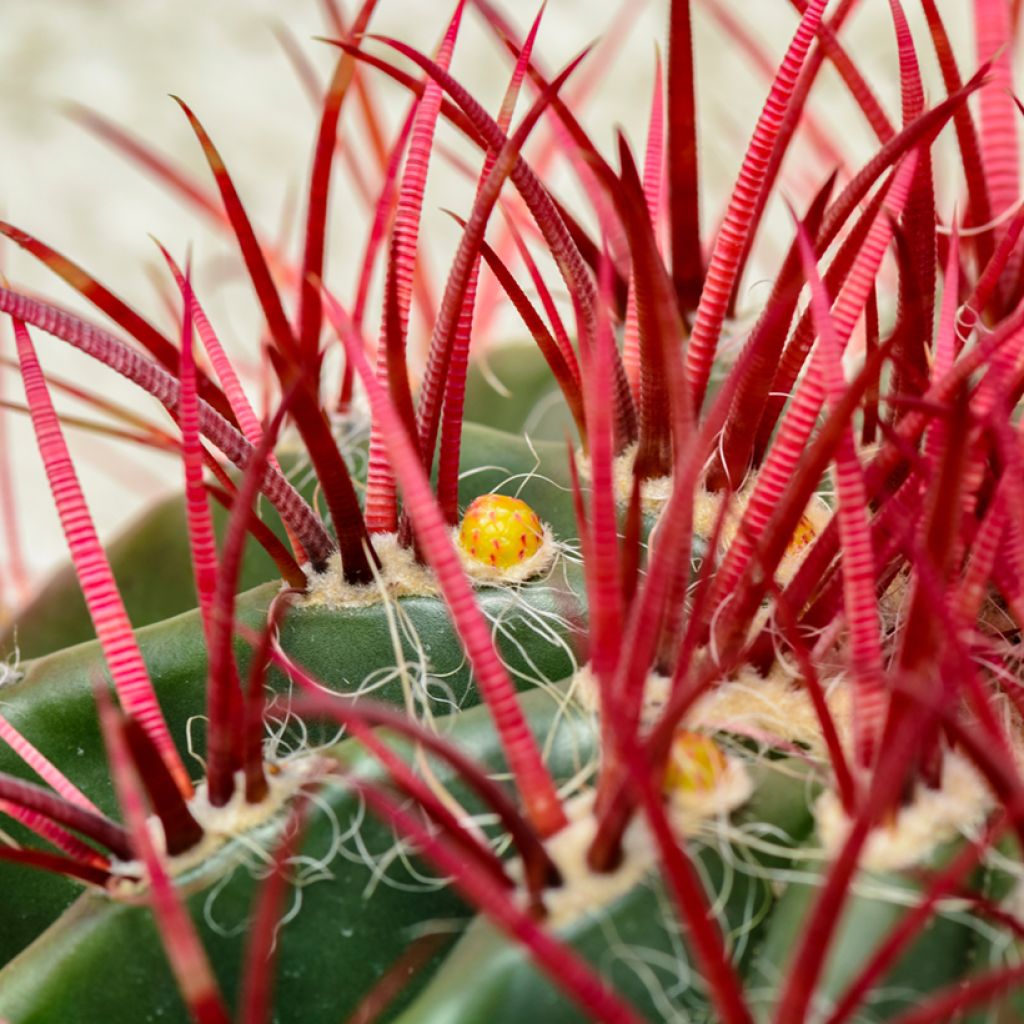 Rautakaktus - Ferocactus stainesii var. pilosus