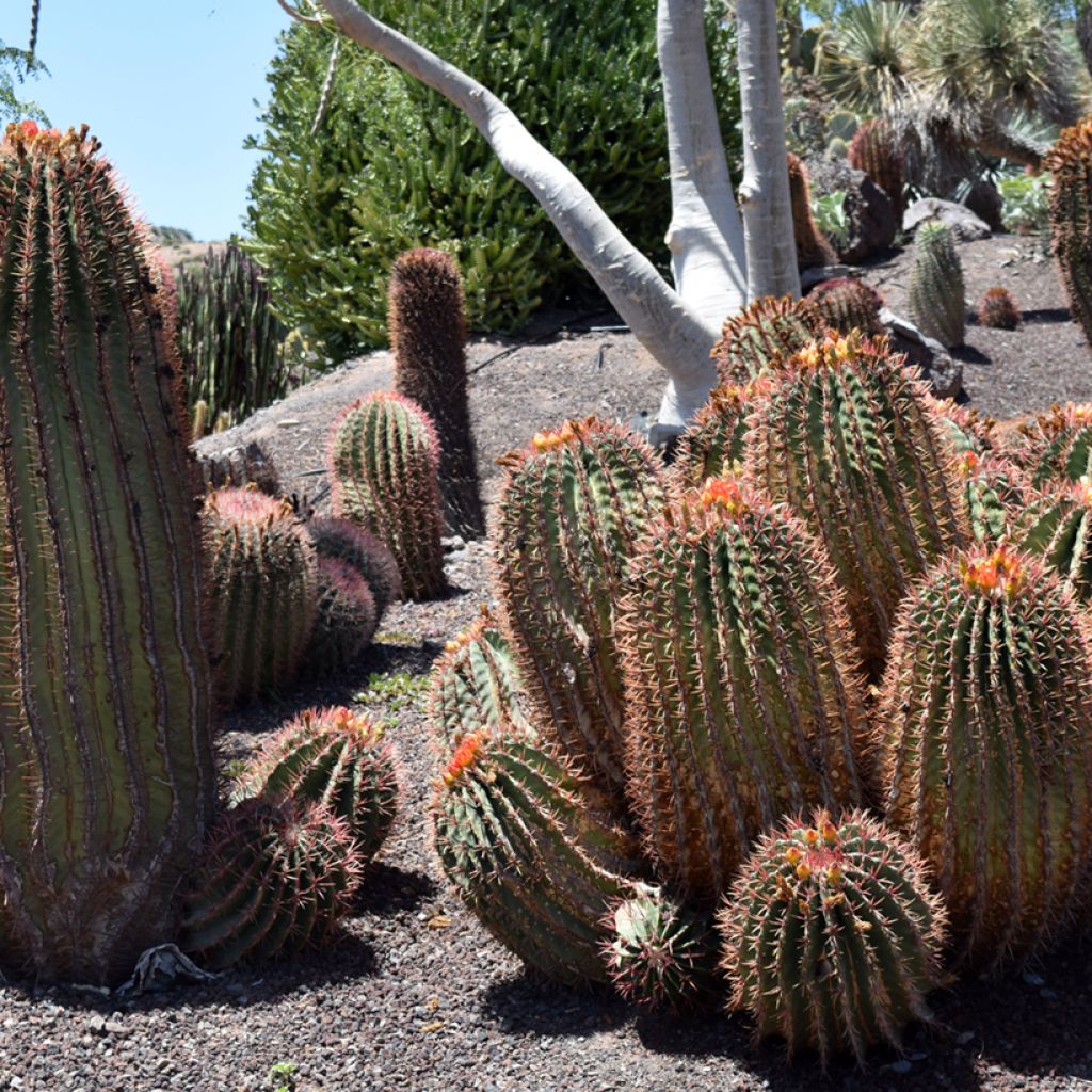 Rautakaktus - Ferocactus stainesii var. pilosus