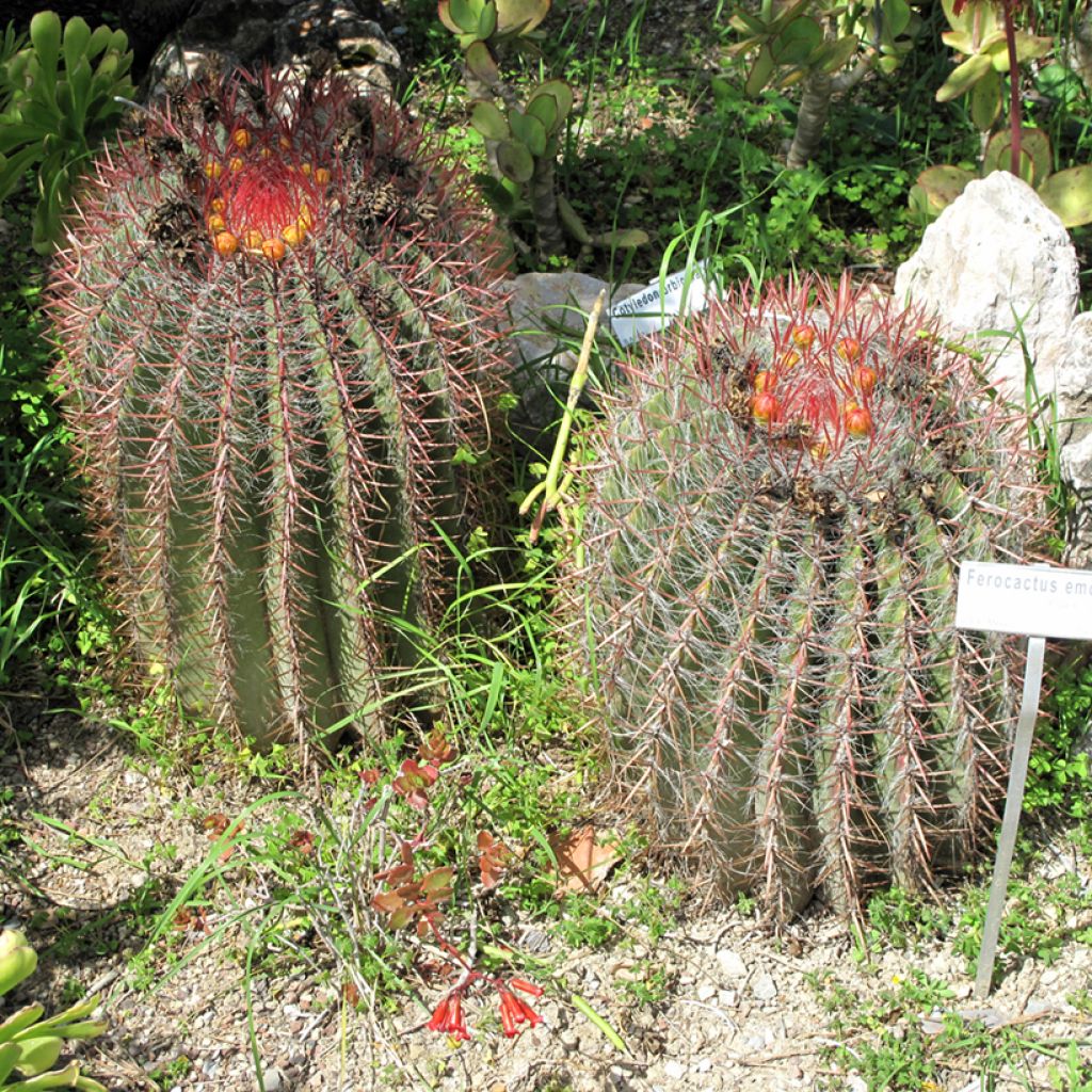 Rautakaktus - Ferocactus emoryi