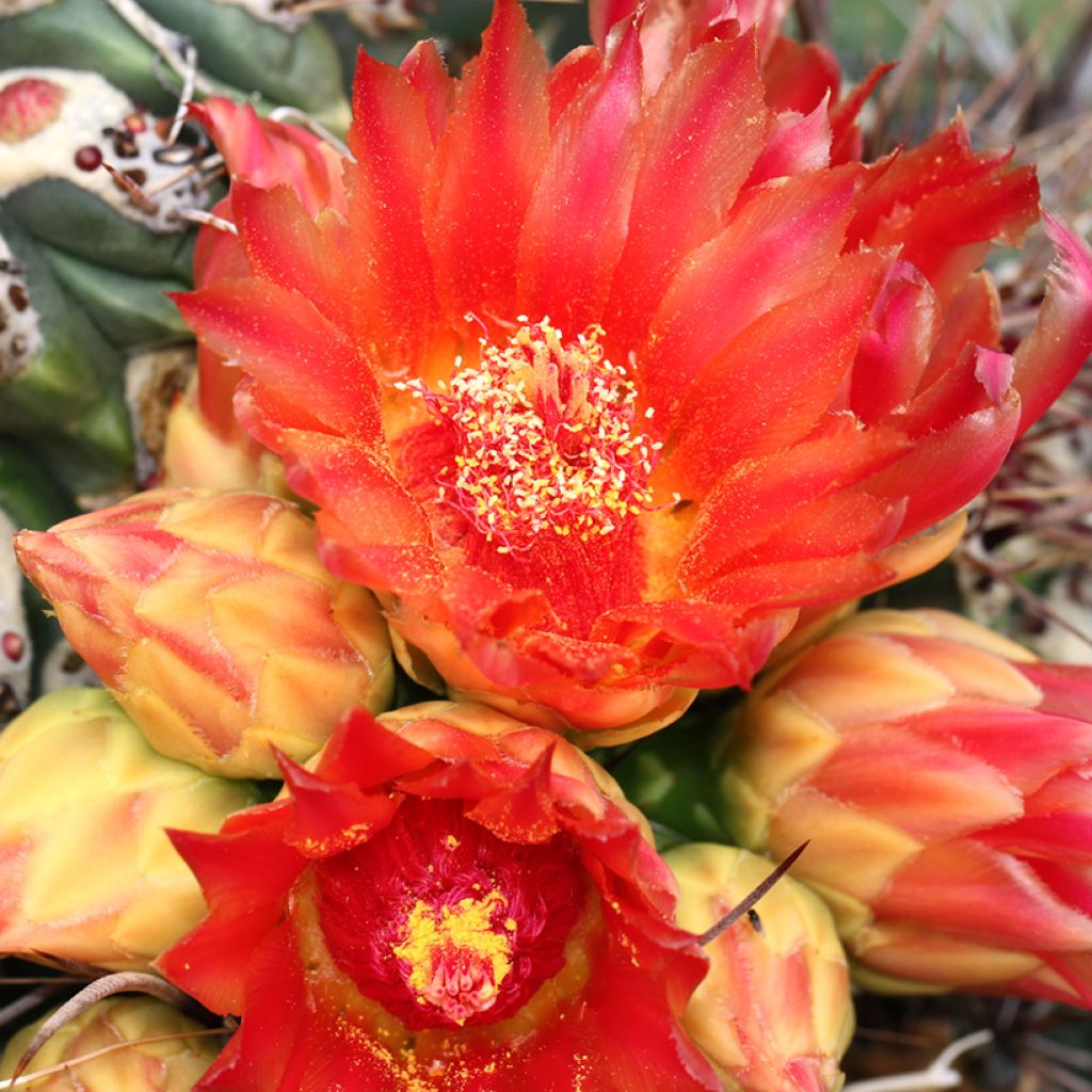 Rautakaktus - Ferocactus emoryi