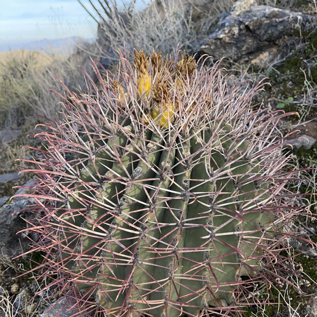 Rautakaktus - Ferocactus emoryi