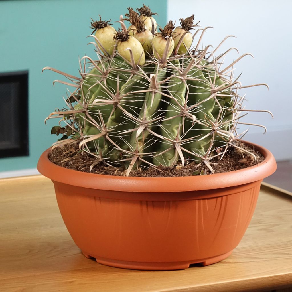 Rautakaktus - Ferocactus horridus