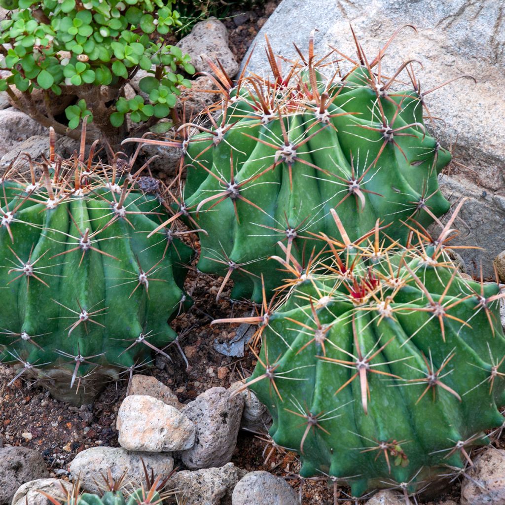 Rautakaktus - Ferocactus latispinus