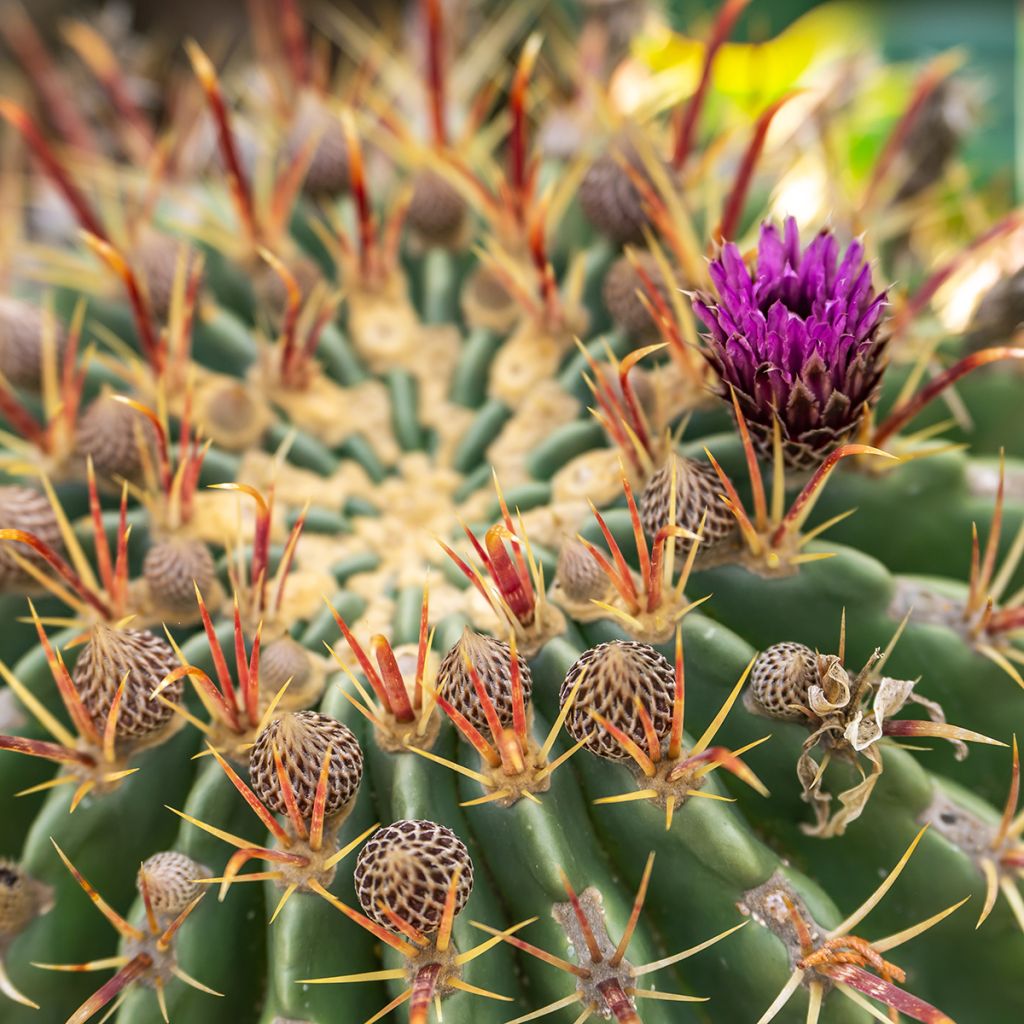 Rautakaktus - Ferocactus latispinus
