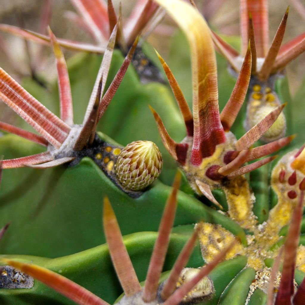 Rautakaktus - Ferocactus latispinus
