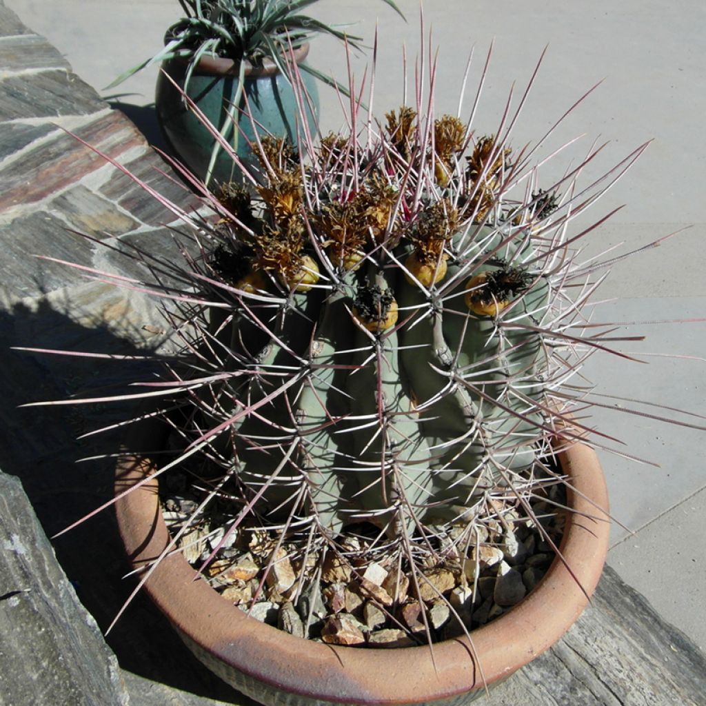 Rautakaktus - Ferocactus emoryi subsp. rectispinus