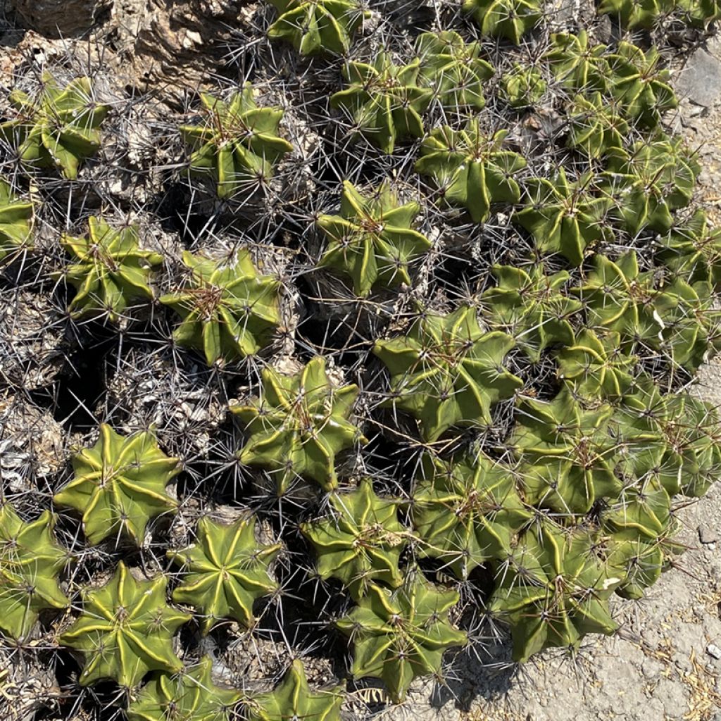 Rautakaktus - Ferocactus robustus