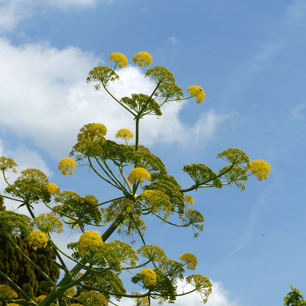 Välimerenkeltaputki - Ferula communis