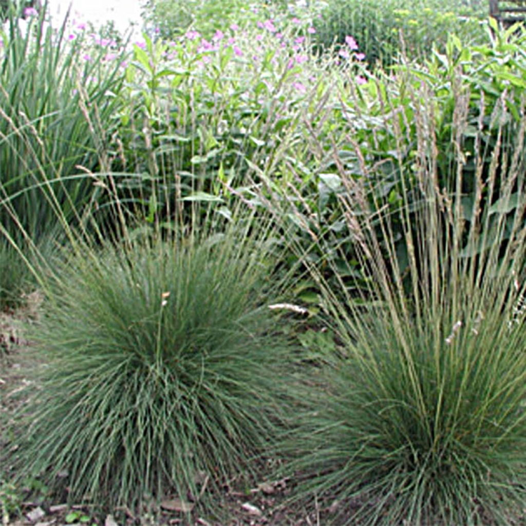 Hiusnata - Festuca amethystina