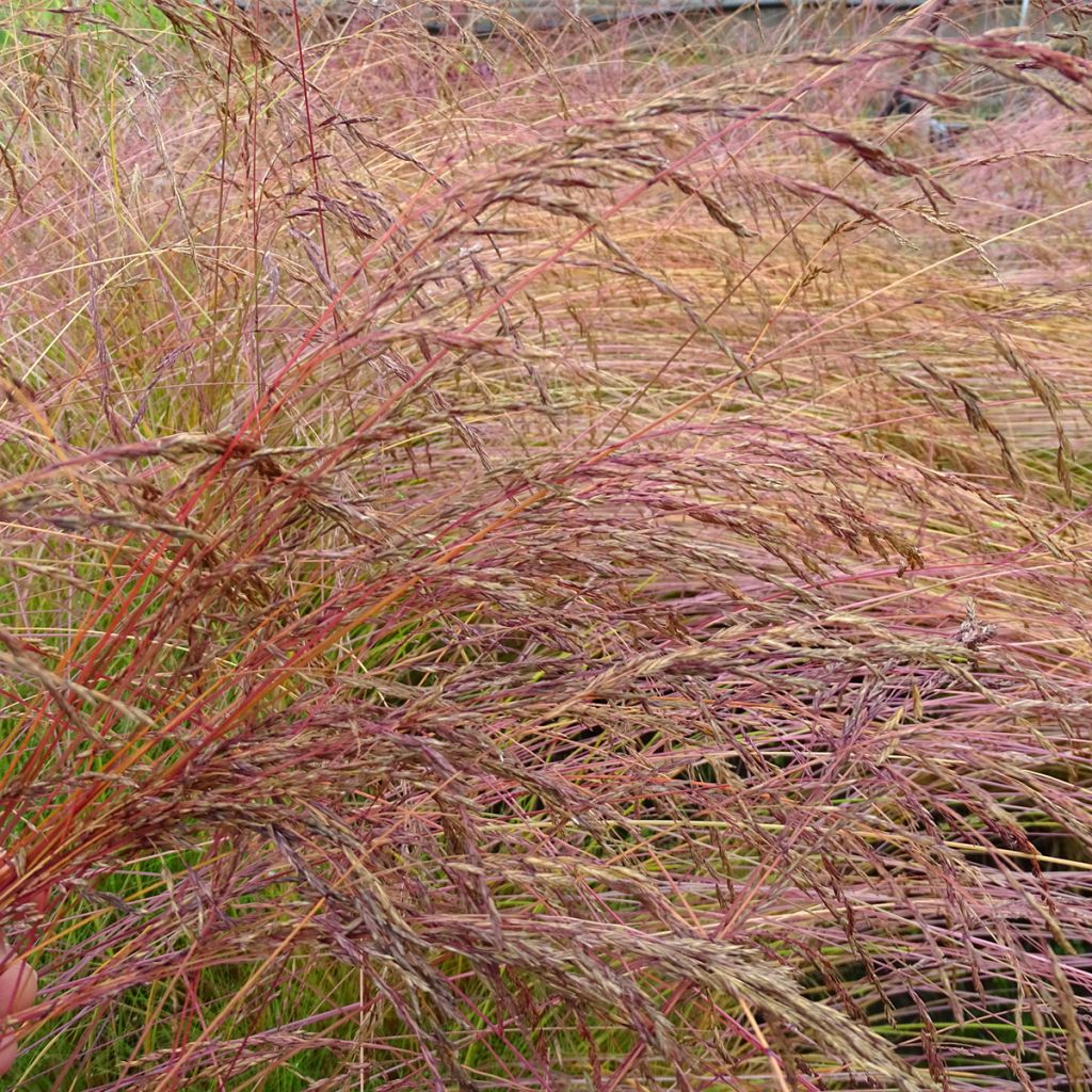 Hiusnata - Festuca amethystina