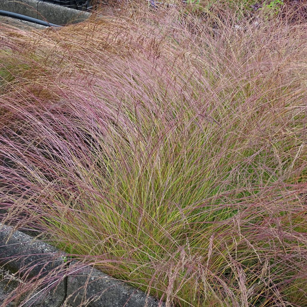 Hiusnata - Festuca amethystina