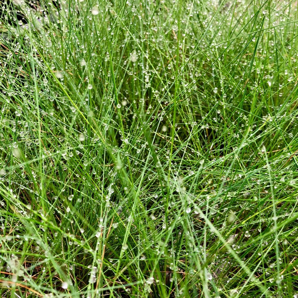 Hiusnata - Festuca amethystina