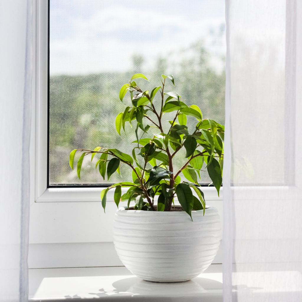 Limoviikuna Exotica