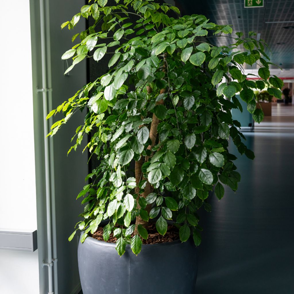 Limoviikuna Exotica