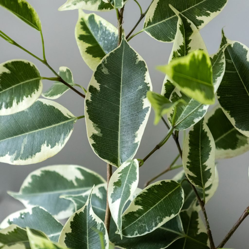 Limoviikuna Golden King