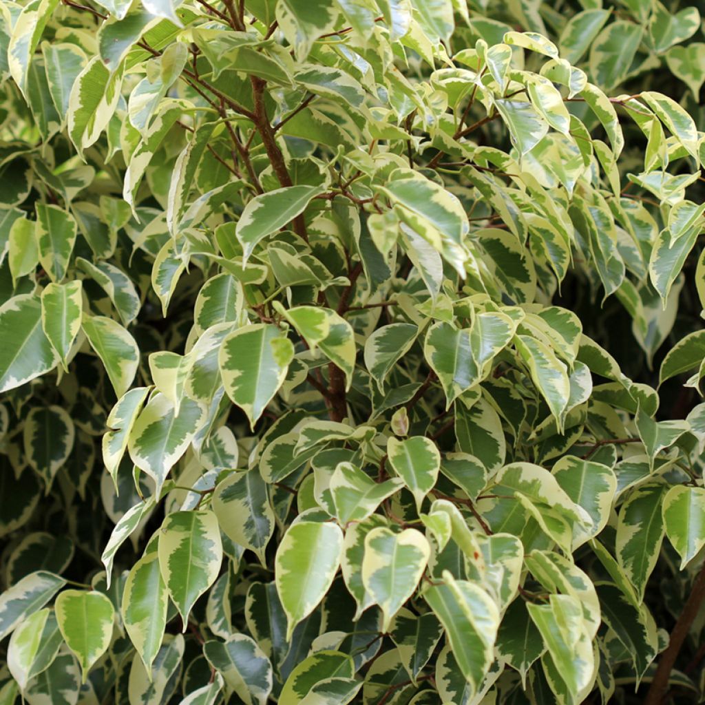 Limoviikuna Golden King