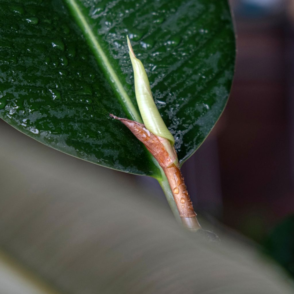 Kumiviikuna Robusta