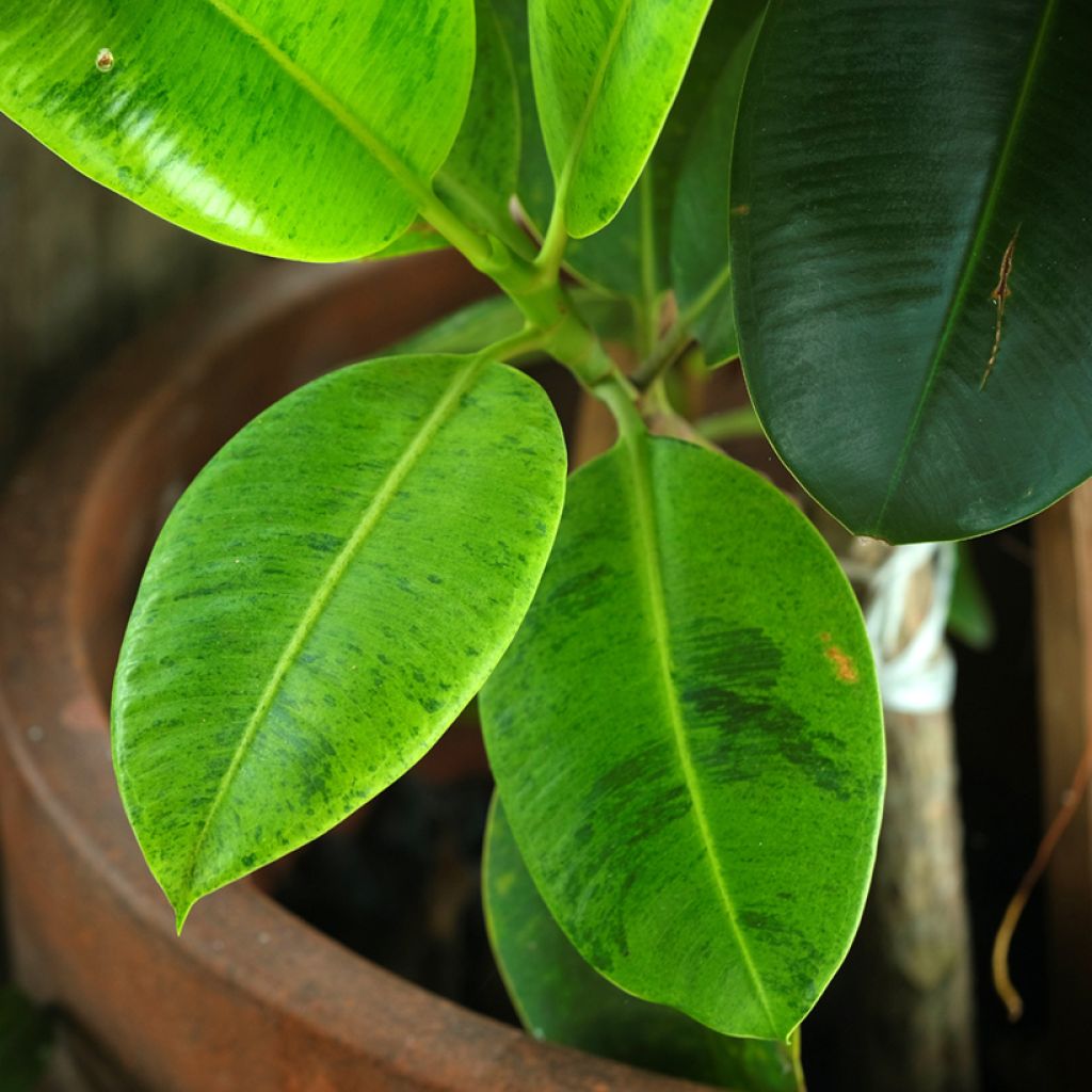 Kumiviikuna Shivereana