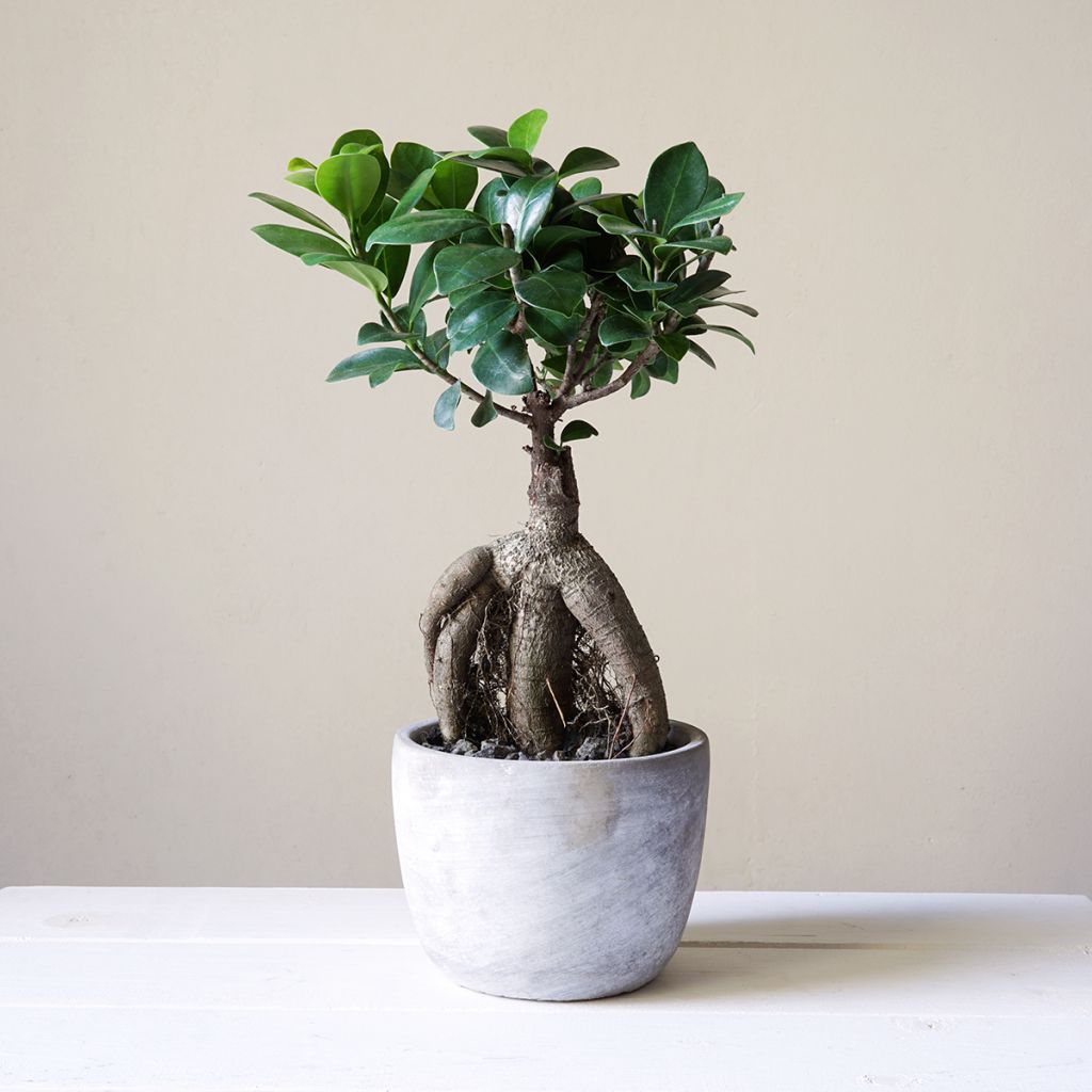 Varjoviikuna - Ficus microcarpa