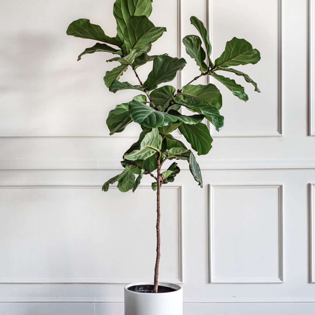 Lyyraviikuna - Ficus lyrata