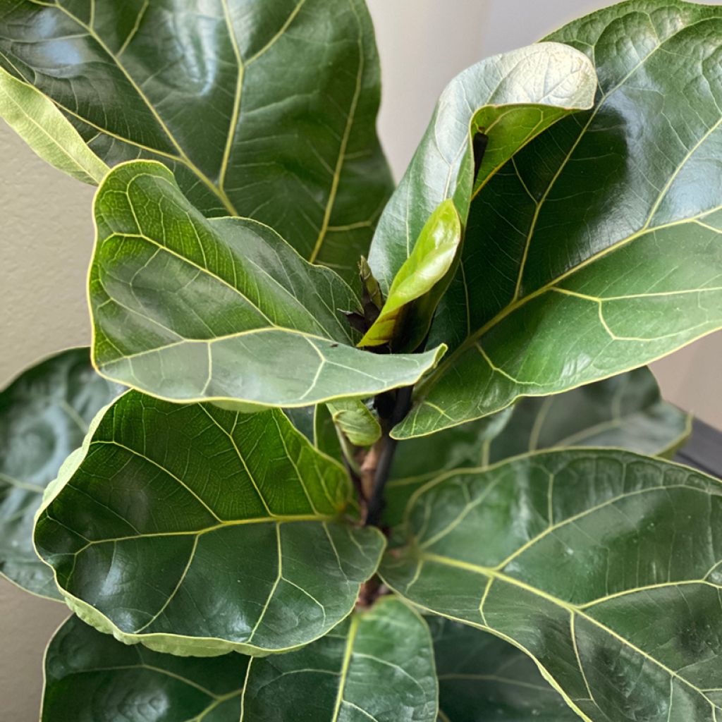 Lyyraviikuna - Ficus lyrata