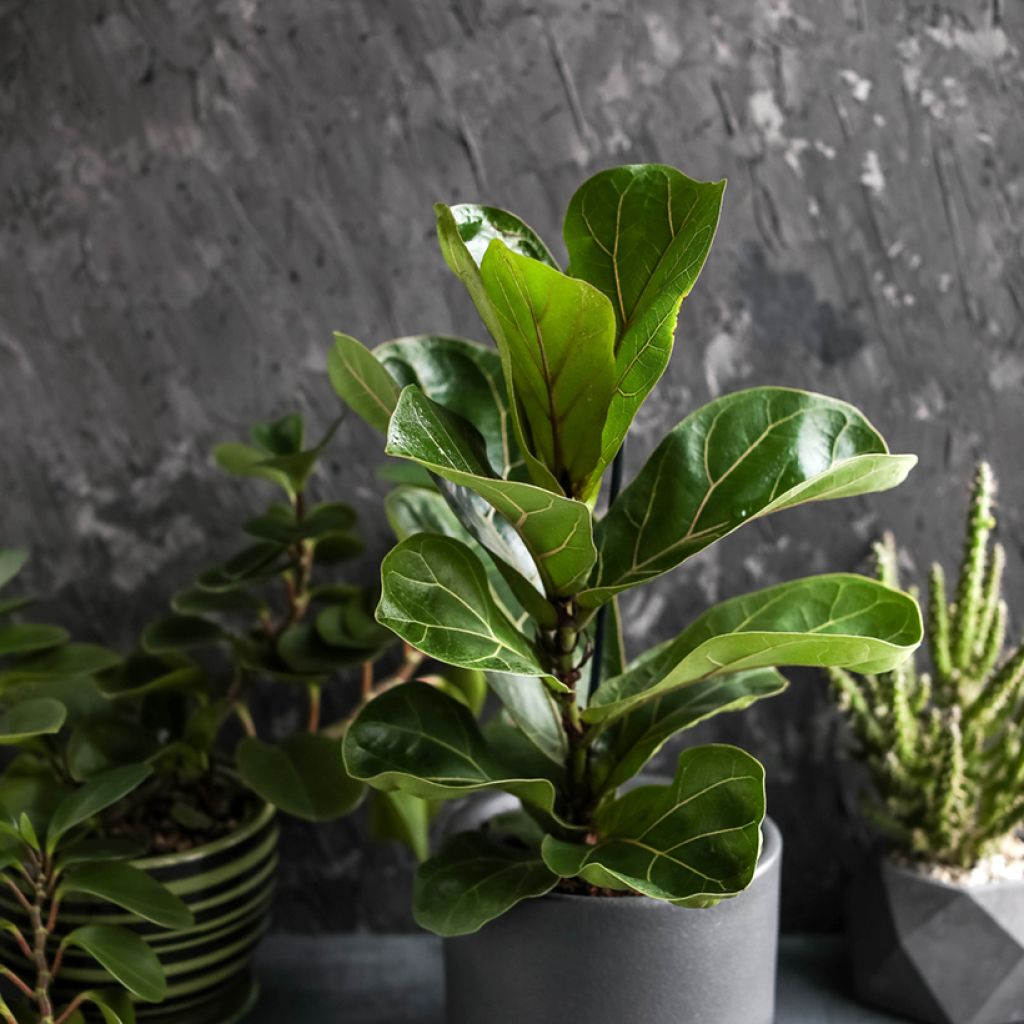 Lyyraviikuna - Ficus lyrata