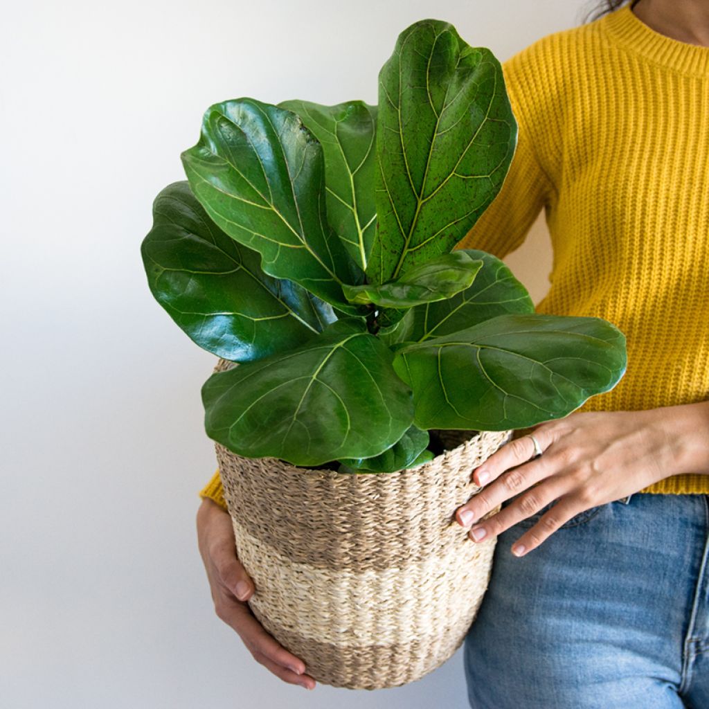 Lyyraviikuna - Ficus lyrata