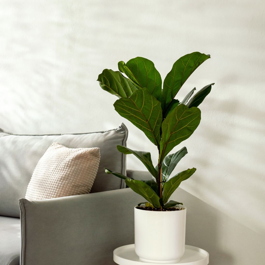 Lyyraviikuna - Ficus lyrata