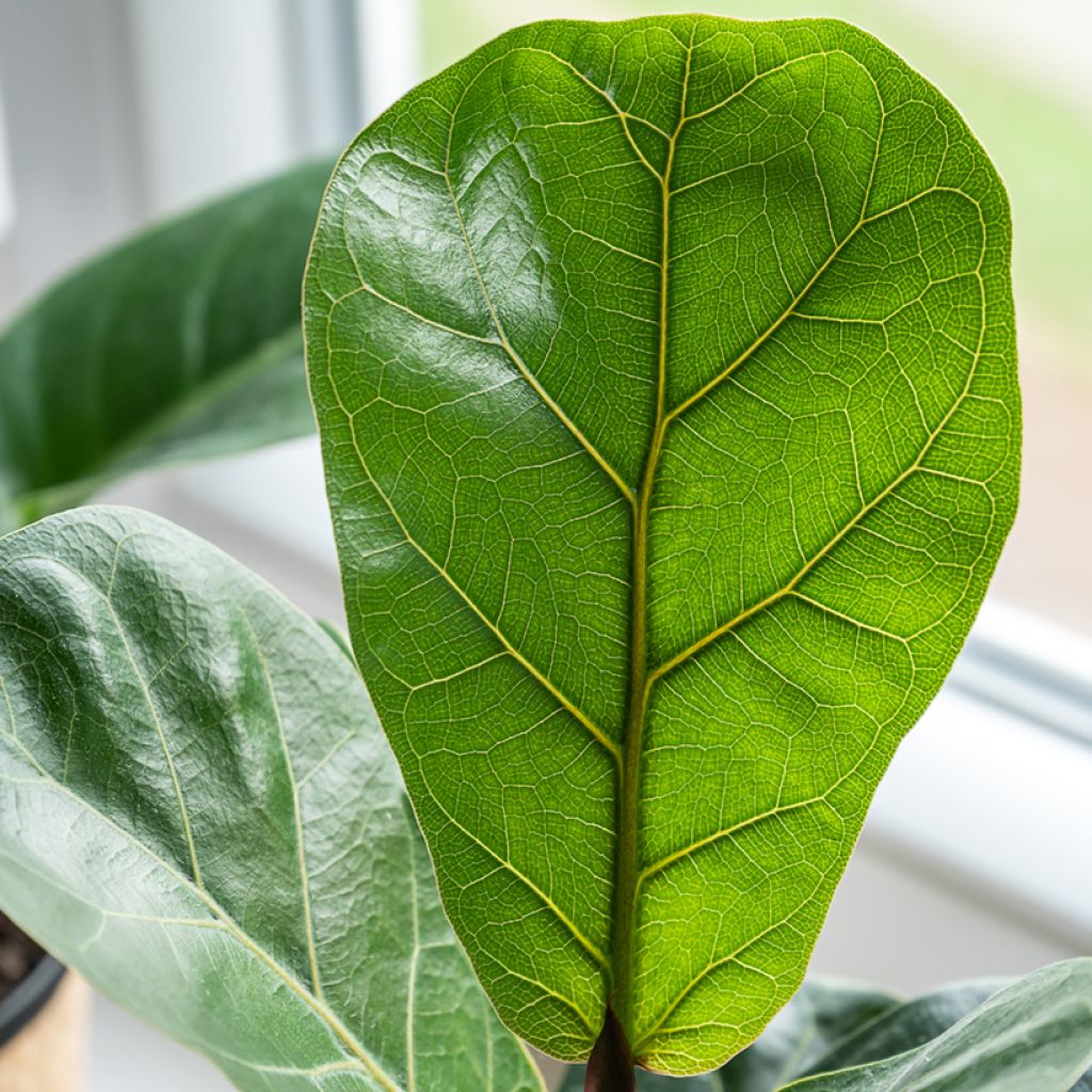 Lyyraviikuna - Ficus lyrata