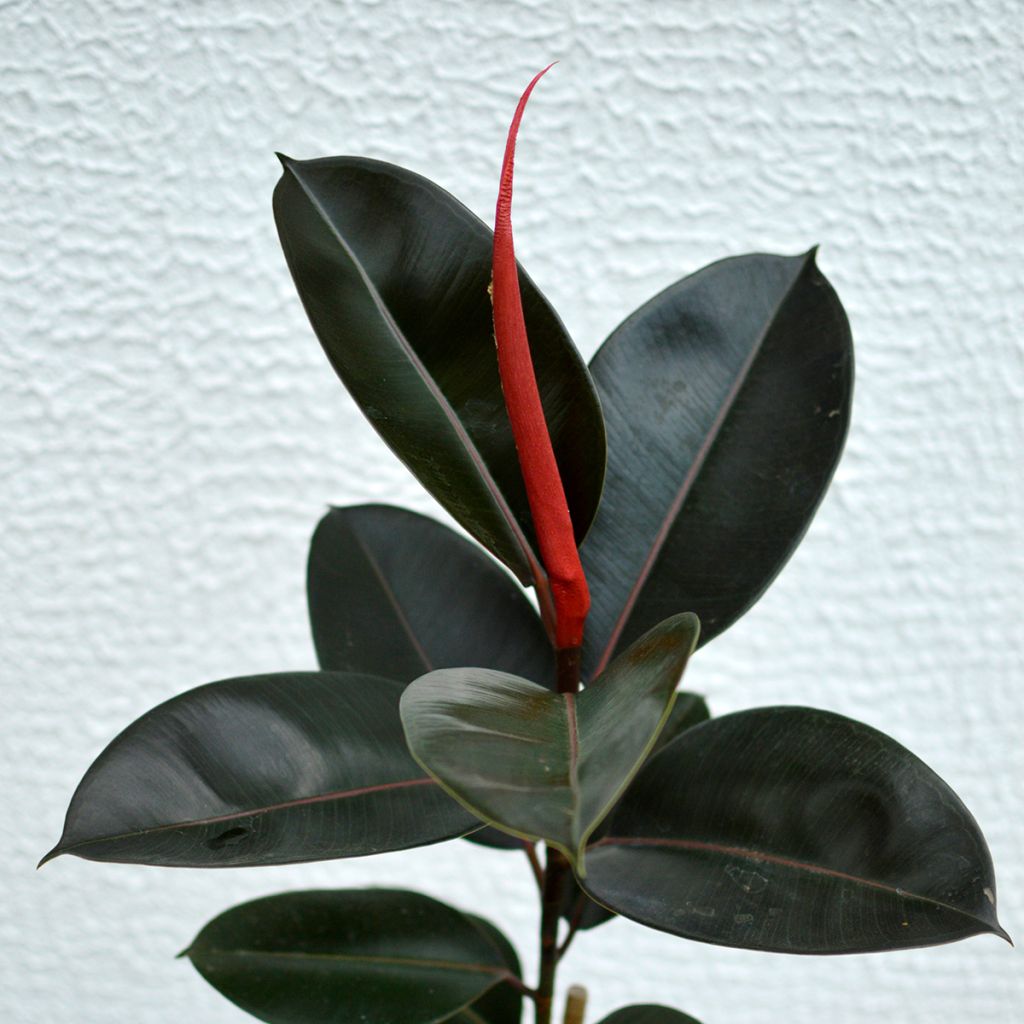 Kumiviikuna Burgundy