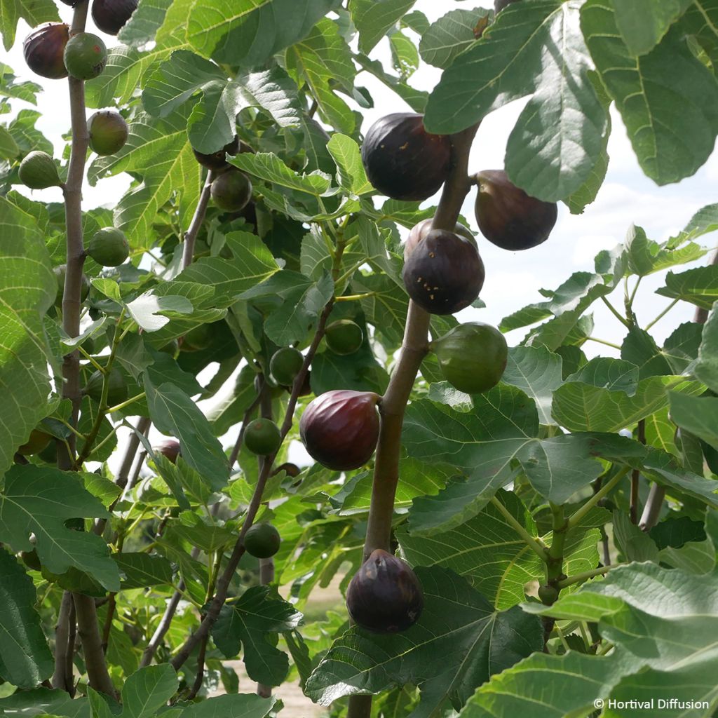 Aitoviikuna Red July