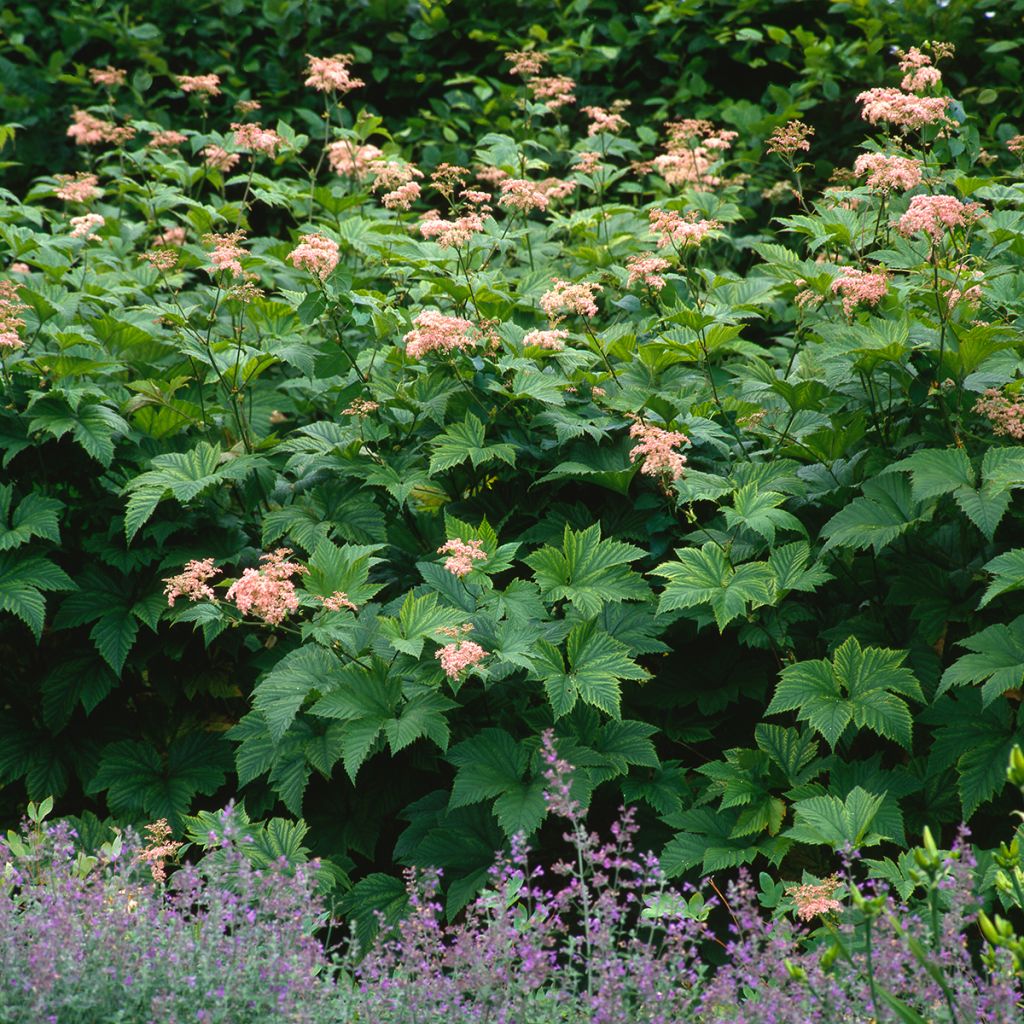 Jättimesiangervo - Filipendula camtschatica