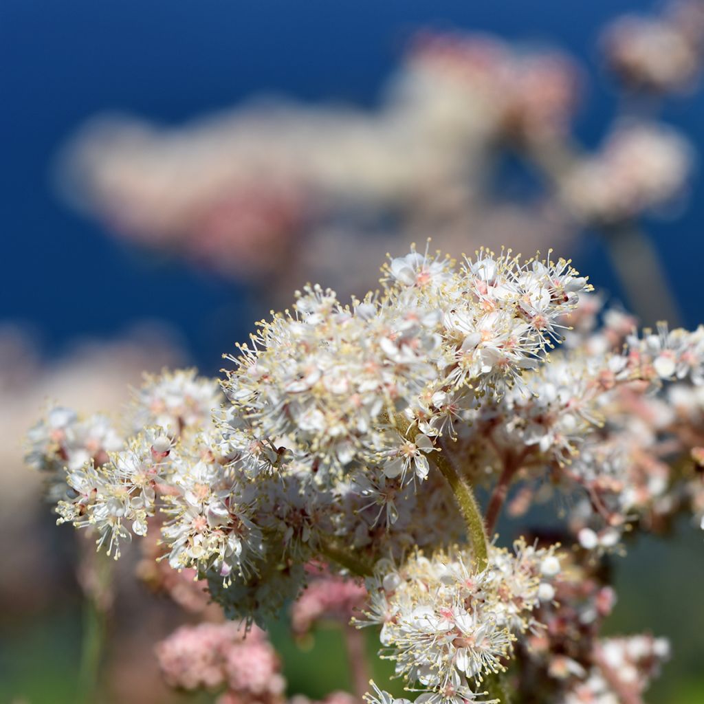 Jättimesiangervo - Filipendula camtschatica