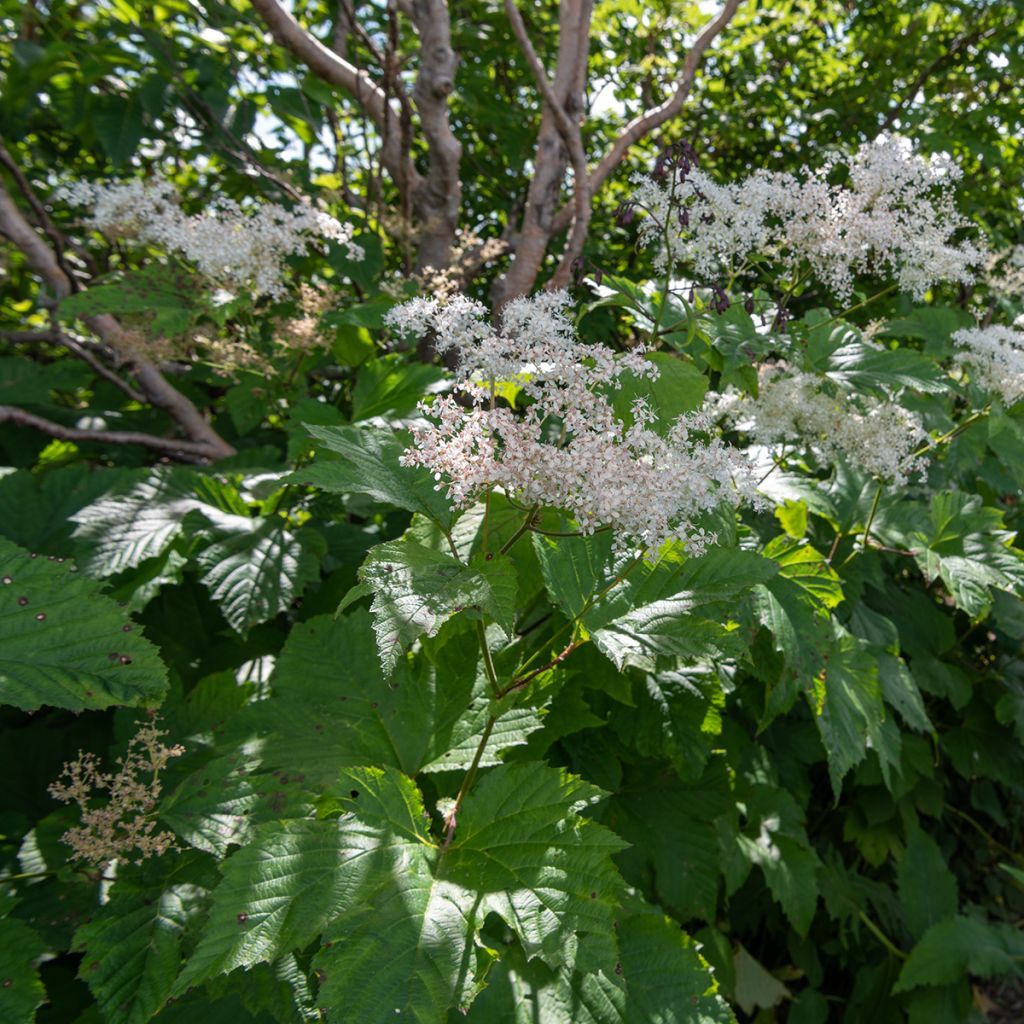 Jättimesiangervo - Filipendula camtschatica