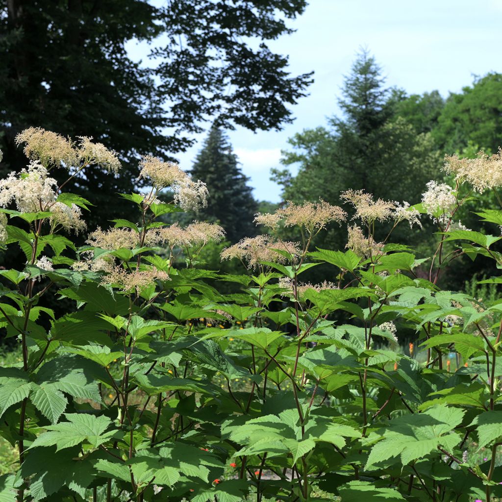 Jättimesiangervo - Filipendula camtschatica