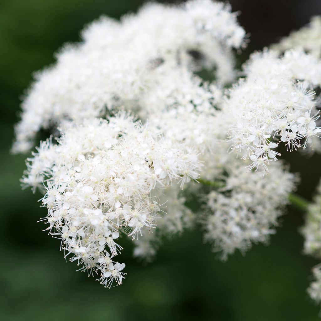 Jättimesiangervo - Filipendula camtschatica
