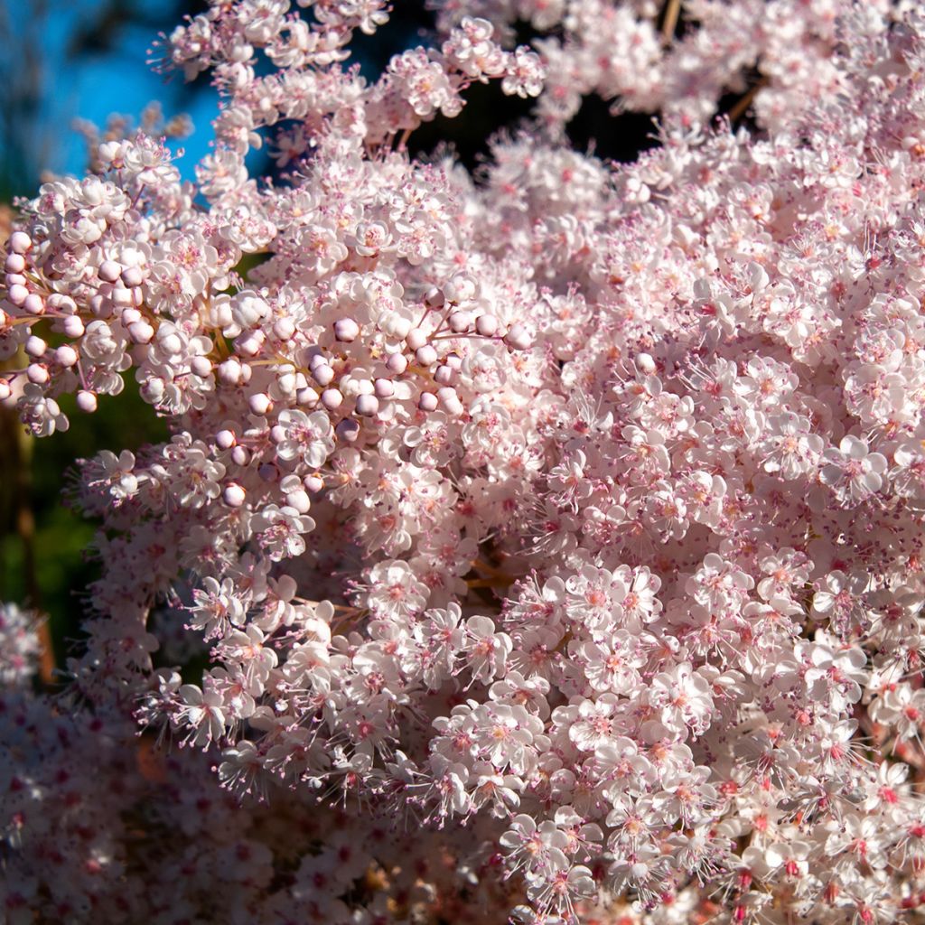 Idänmesiangervo - Filipendula palmata