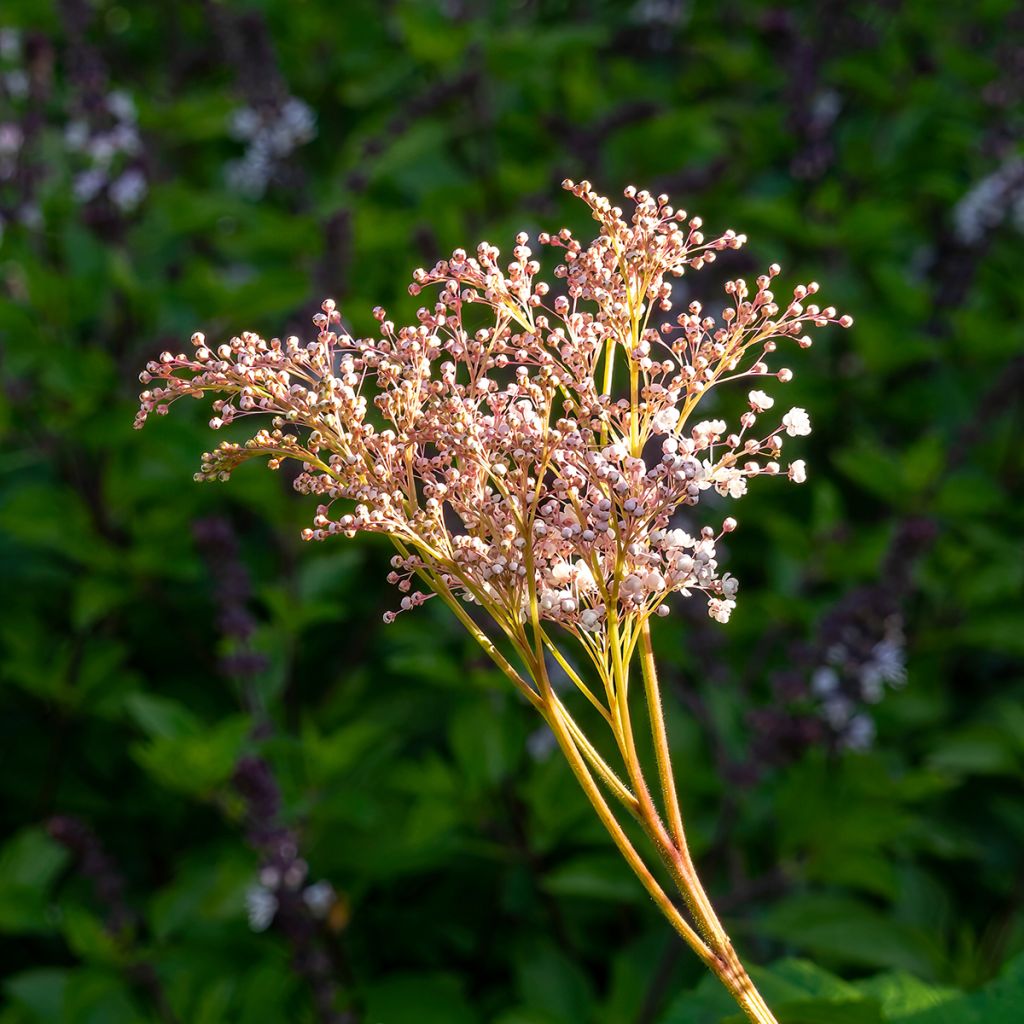 Idänmesiangervo - Filipendula palmata