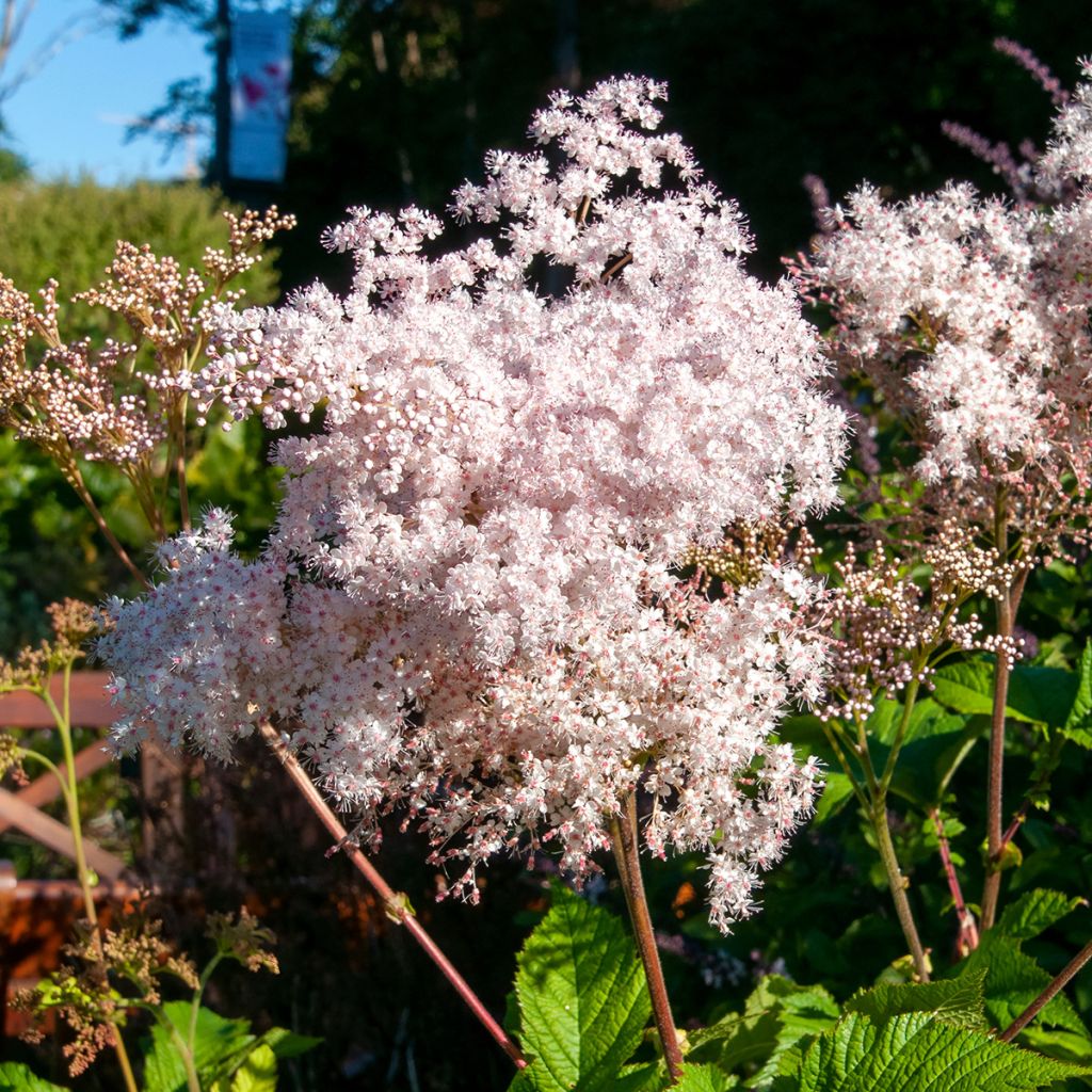 Idänmesiangervo - Filipendula palmata