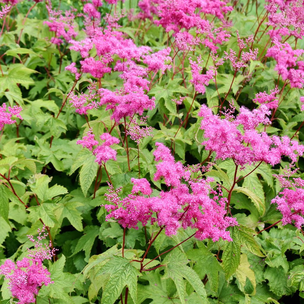 Ketomesiangervo - Filipendula purpurea