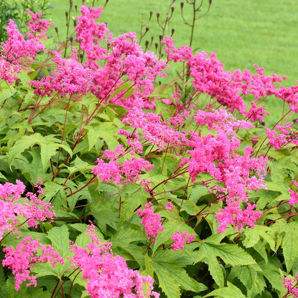 Ketomesiangervo - Filipendula purpurea