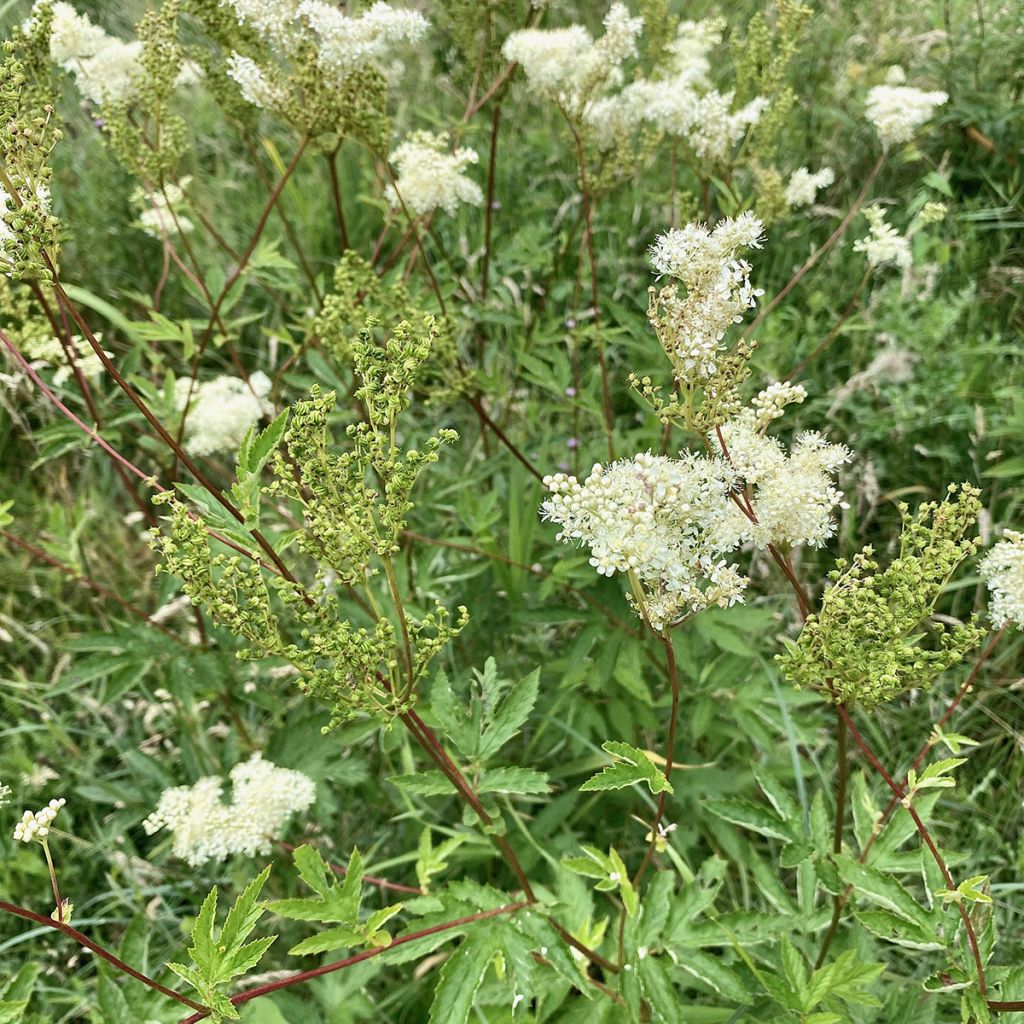 Mesiangervo - Filipendula ulmaria