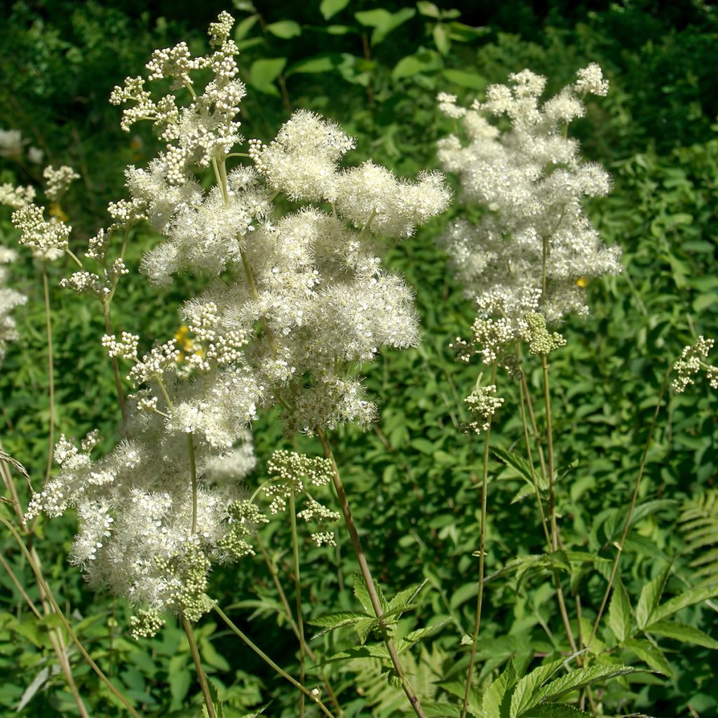 Mesiangervo - Filipendula ulmaria