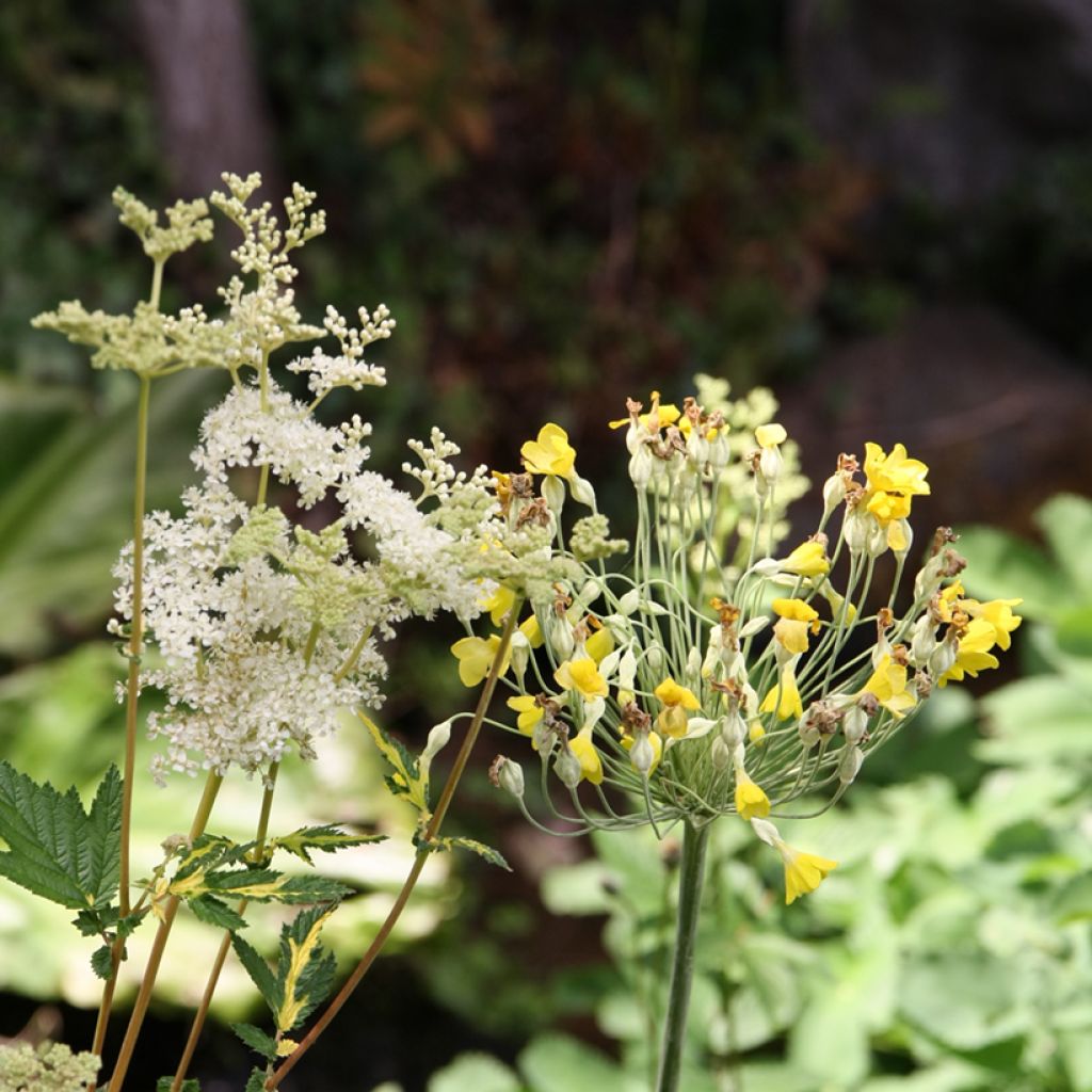 Mesiangervo - Filipendula ulmaria